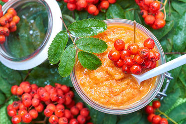20 ASH TREE Mountain / Amur / Rowan - Sorbus Aucuparia Seeds